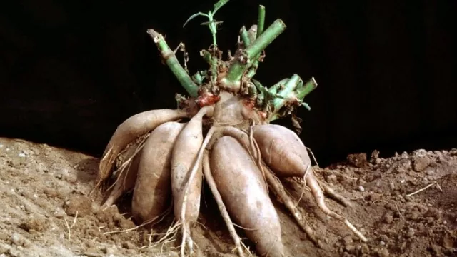 El yacón: una tesis local estudió el secado y logró conservación de propiedades