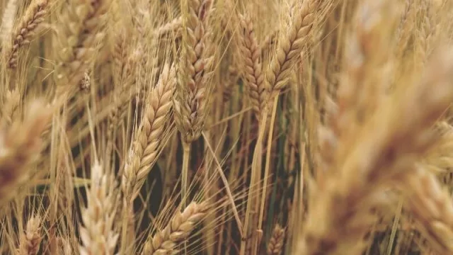 Bolsas de Cereales y de Comercio solicitan medidas ante los cortes de ruta que afectan el abastecimiento