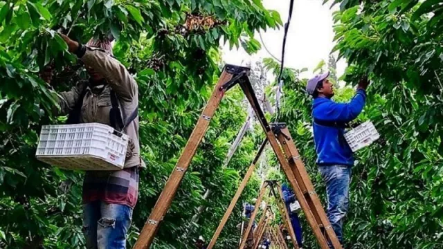 La exportación de cerezas neuquinas aumentó un 87% 