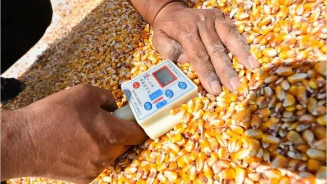 El cierre de las exportaciones de maíz podría costarle al Gobierno cerca de u$s 100 millones