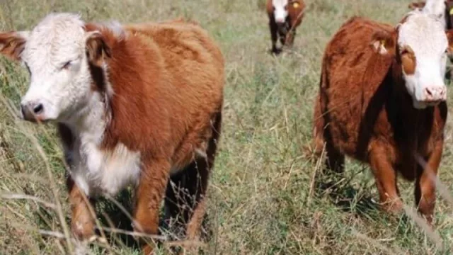 La actualidad del sector agropecuario y agroindustrial de la provincia del Chaco