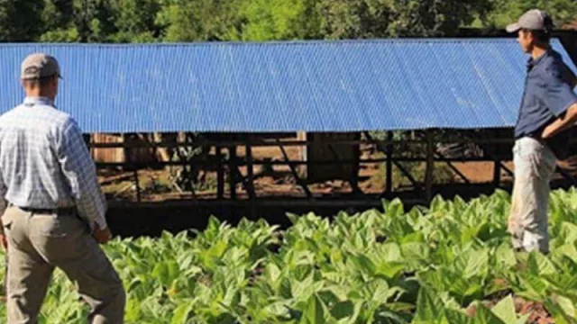 Estiman que las pérdidas totales en el tabaco debido a la sequía serian del 20% en la provincia de Misiones