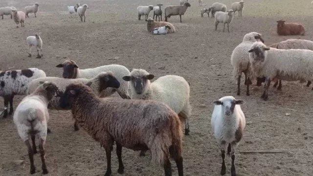 Primeros nacimientos ovinos del Programa de Mejora genética animal en la Provincia del Chaco