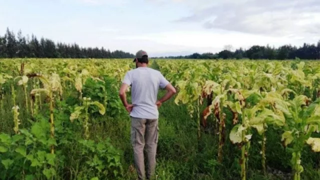 Una buena para los tabacaleros jujeños: recibirán el FET sin descuentos