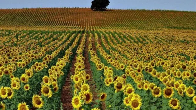 La Bolsa de Comercio del Chaco anunció el remate de la primicia girasolera de la campaña 2020/21