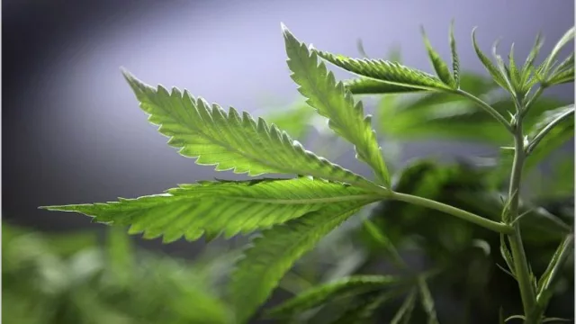 El Gobierno legalizó el autocultivo de cannabis para uso medicinal