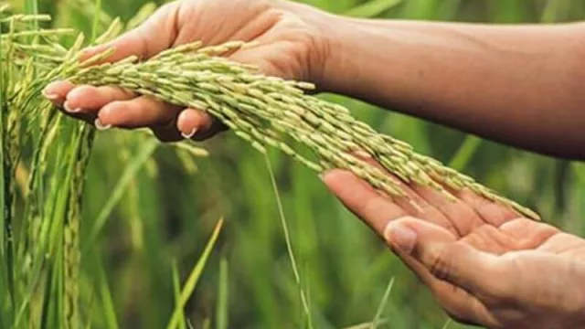 Un recorrido por lo que va dejando el 2020 en materia de producción y comercialización de alimentos correntinos