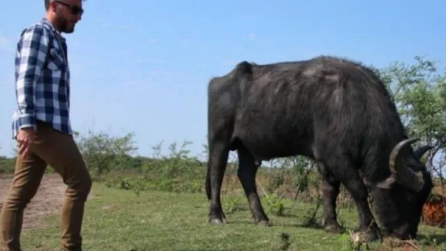 Un emprendimiento bufalero nació y se abre camino en plena pandemia para producir lácteos (y cambiar paradigmas en Corrientes)