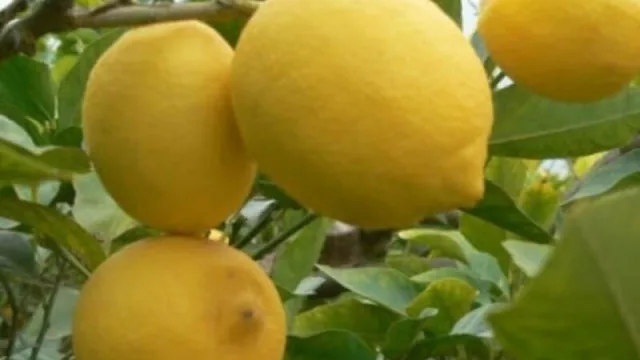 La demanda de cítricos y las exportaciones de peras y manzanas aumenta pese a la pandemia