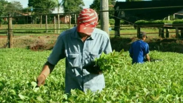 Presentarán un proyecto de Ley para la industrialización de la yerba mate en la provincia de Misiones