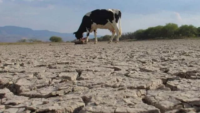 La sequía produjo pérdidas de entre el 40 y 60 por ciento en el sector rural