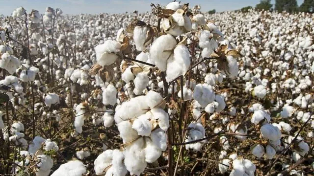 Comienza la campaña algodonera 2020/2021 en la provincia del Chaco