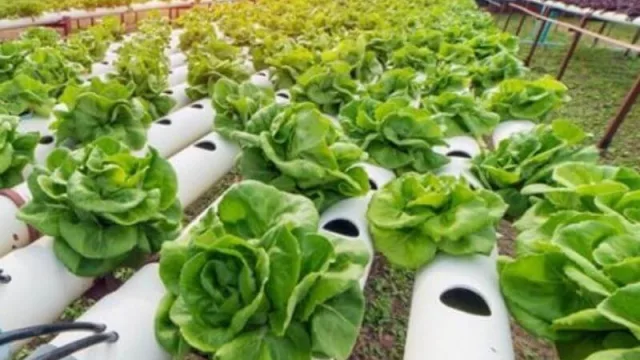 Buscan potenciar el desarrollo del cultivo hidropónico en la provincia del Chaco