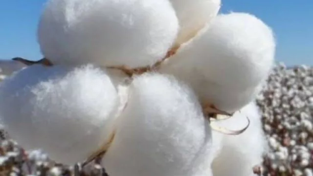 Amplio consenso sobre acciones para seguir potenciando la cadena algodonera chaqueña