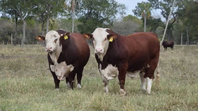 El 3 de octubre se realizará la primera edición del remate “Braford de Etiqueta”