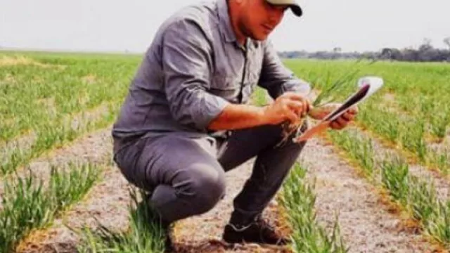 En la Provincia del Chaco, la sequía y las heladas afectaron casi un 85% de los lotes de trigo