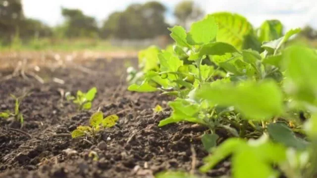 Más de 150 familias rurales chaqueñas accederán a financiamiento para potenciar sus proyectos hortícolas