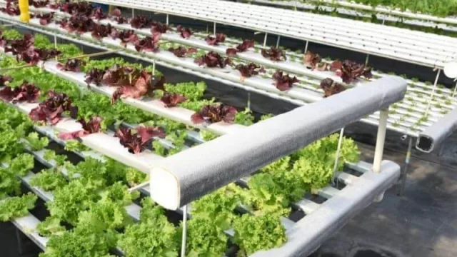 El emprendimiento familiar de producción hidropónica “Panambí” amplía su producción y apuesta por el cultivo de frutillas (made in Chaco)