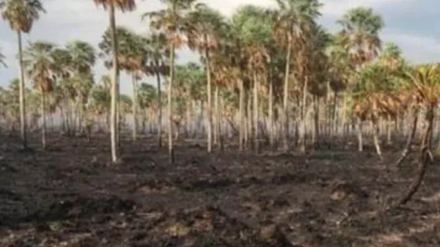 Para los productores del NEA, la situación por la sequía y los incendios es alarmante (y complica a la ganadería)