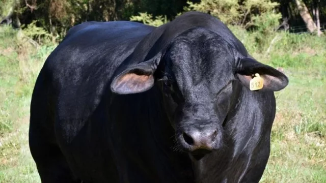 Genética de Arasunu, el toro paraguayo campeón del mundo arribó a Argentina