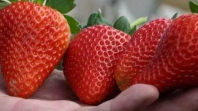 La Provincia del Chaco trabaja en un acuerdo con Danone para la producción de 360.000 toneladas de frutillas