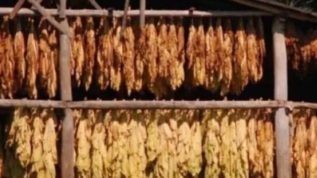 Más del 90% del tabaco producido será procesado en la provincia de Misiones