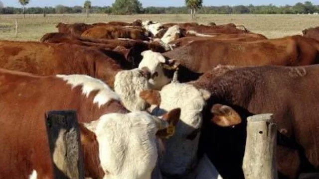 En agosto se multiplicaran los remates de reproductores de Cabañas de la Región NEA con ventas por sistemas no presenciales