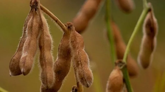 NK presenta nuevas variedades que ponen el foco en el rendimiento y en la estabilidad para la región NEA
