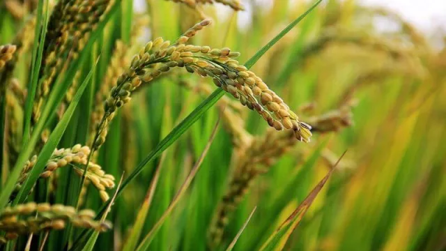 Corrientes lidera la superficie cultivada de arroz a nivel país