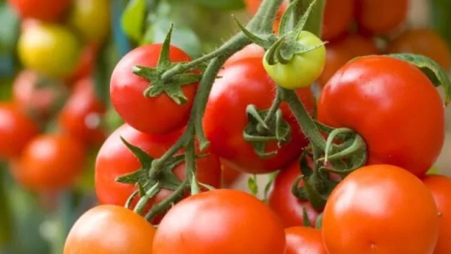 Pequeños productores correntinos que apostaron a la agroecología lograron su primera cosecha