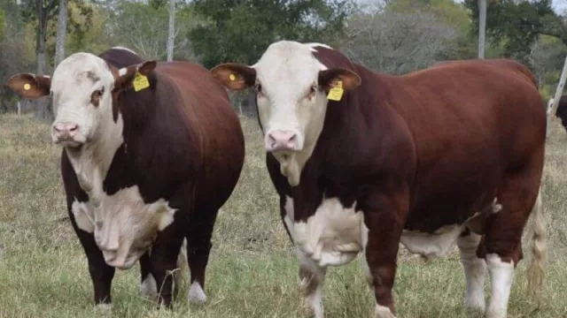 El 8º remate de Cabañas del Norte con innovaciones comerciales