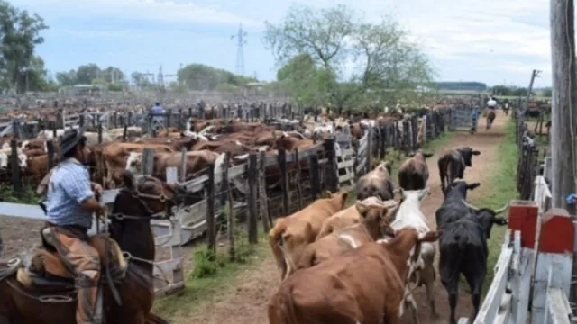 Remates en pandemia: casi la totalidad de las cabañas de la región se volcaron a los remates por TV o internet