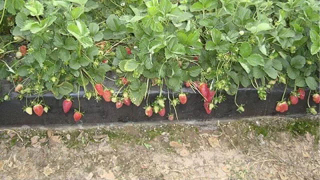 La Cooperativa “Cruz de los Milagros” de Bella Vista, presentó al gobierno un proyecto de frío para tener frutilla congelada