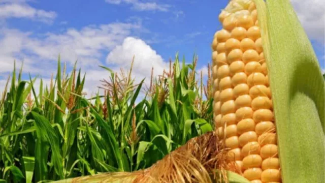 "Mercados bonaerenses" y la búsqueda de fortalecer el consumo