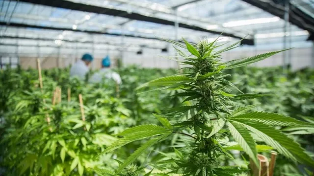 Cannabis y blockchain una pareja explosiva (Uruguay marca el rumbo en toda la cadena de producción)