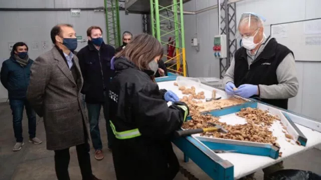 Neuquén exporta 20 toneladas de nueces a Europa (una  alternativa productiva regional)