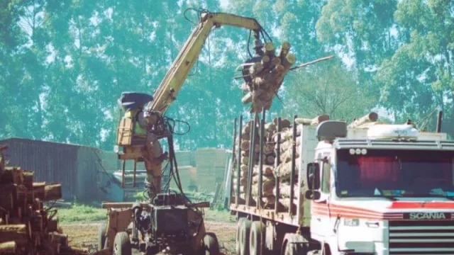 China y Estados Unidos se posicionan como destino para los productos argentinos del sector foresto industrial  