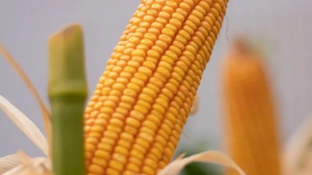 NK refuerza su campaña de maíz, con híbridos a la medida de cada región