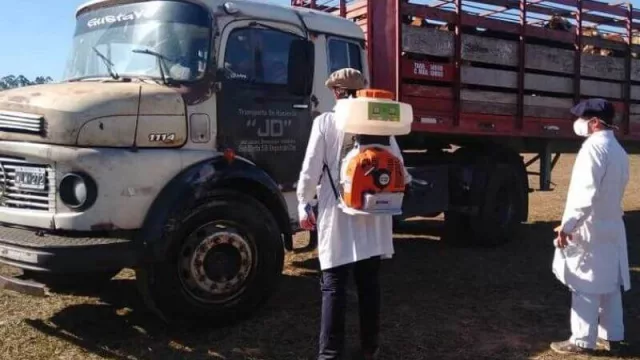 Corrientes, pionera en los controles sanitarios de COVID-19, en remates y ferias ganaderas