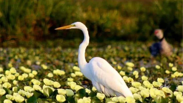 Presentan la propuesta Iberá a operadores y prestadores turísticos nacionales