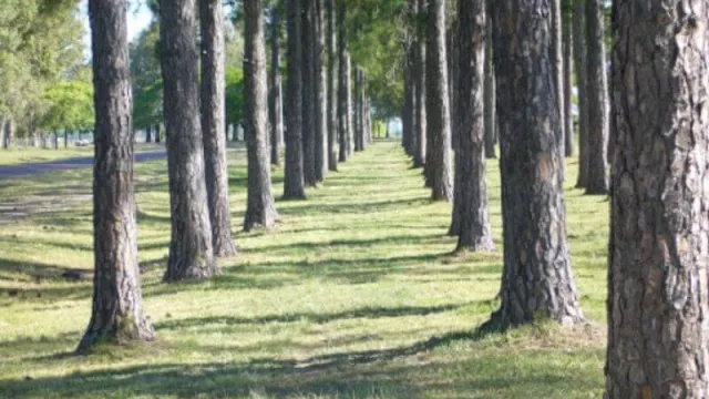La empresa Celulosa Argentina vende campos forestales en la provincia de Corrientes