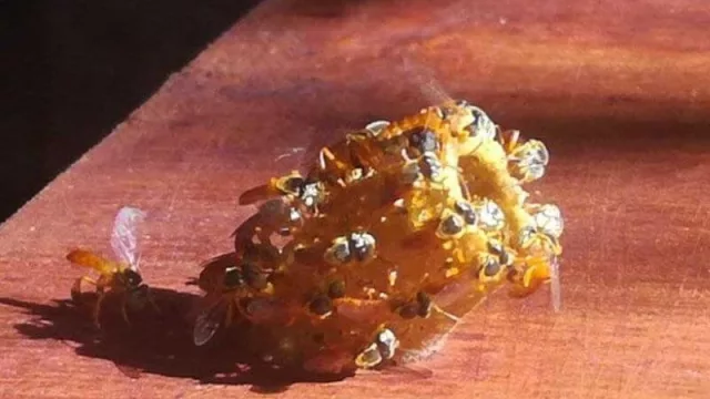 Pequeños productores chaqueños ejecutan programa de cría y producción de miel de abejas nativas