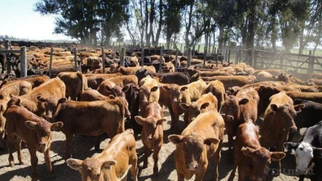 Alerta sanitaria en la producción ganadera nacional, y sobre todo en los campos de Corrientes limítrofes con Brasil