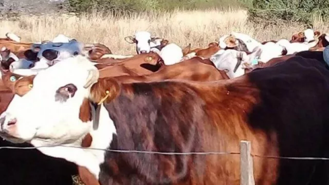 Con 300 milímetros de déficit de lluvias, la ganadería del Norte correntino entra al invierno en condiciones desfavorables