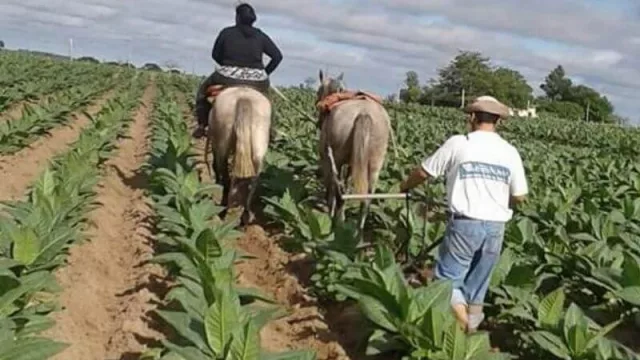 Tabacaleros de Corrientes afirman que la situación del sector es insostenible
