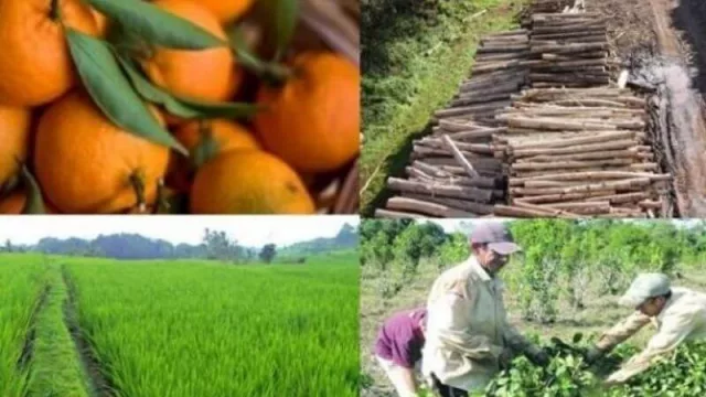 Corrientes presentó el desarrollo de las actividades productivas durante la pandemia ante el Consejo Federal Agropecuario