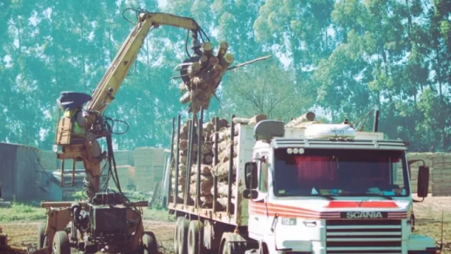 Relevamiento de la situación del sector forestoindustrial en la provincia de Corrientes