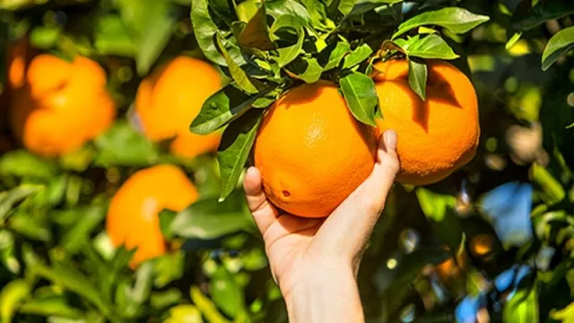 Los cítricos uruguayos seducen a Estados Unidos (los envíos crecerán hasta un 25%)