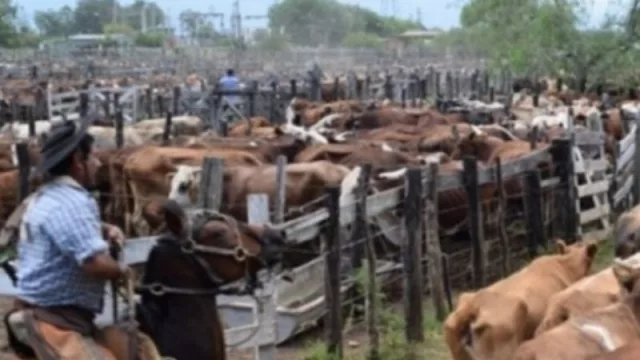 Se televisaran los remates de pequeños productores correntinos