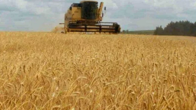 El trigo como opción (Inta Mercedes realizó una serie de ensayos en producción)